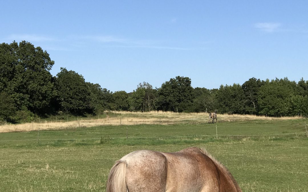 Tacksamheten över allt och inget